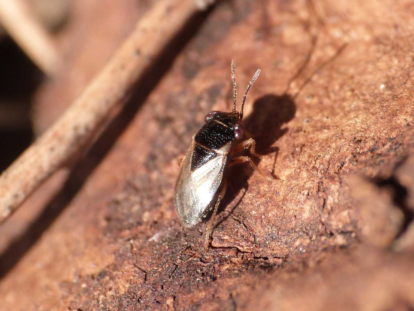 Lygaeidae: Geocoris pallidipennis del Lazio (RM)